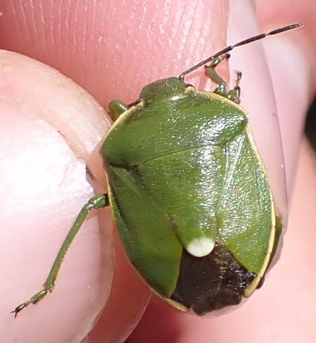 Réf. 316 621 : Chlorochroa juniperina